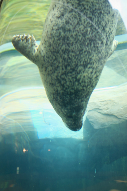 道南紀行 ～ 旭山動物園にて。その壱_f0072758_21421866.jpg