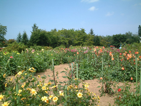 百合が原公園　１５_f0146493_1075587.jpg