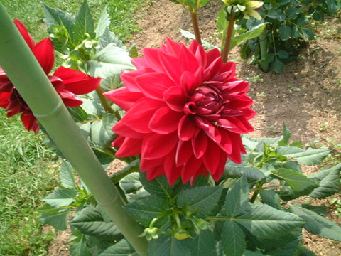 f0146493_1093125.jpg