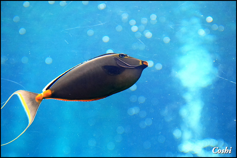 箱根園水族館にて・・・前編_a0110096_10502579.jpg