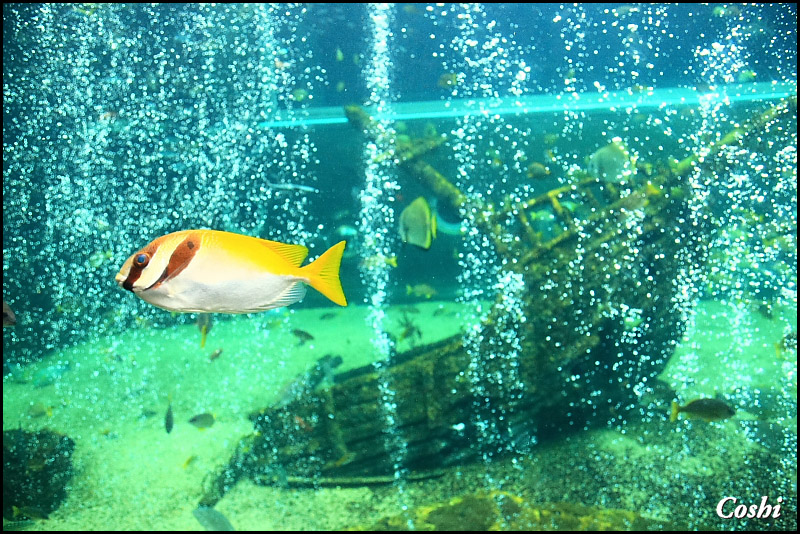 箱根園水族館にて・・・前編_a0110096_10531067.jpg