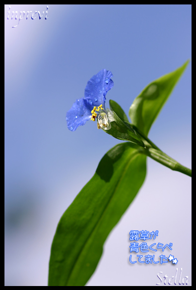 雨上がりの露草_d0015026_9515783.jpg