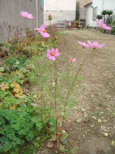 313)　庭の花_f0126829_8591717.jpg