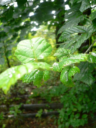 c0133533_050875.jpg
