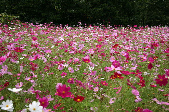 d0069235_2236931.jpg