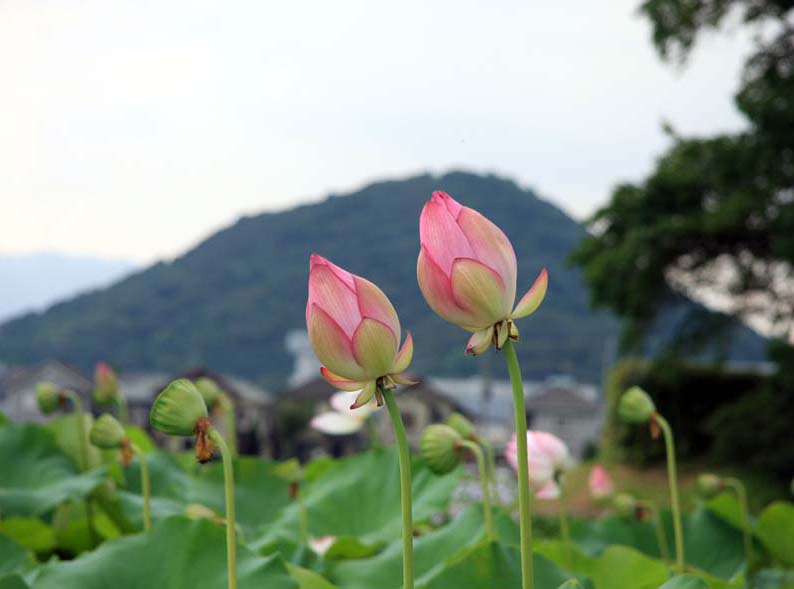 橿原市城殿町　本薬師寺跡　ハス_c0108146_22372592.jpg