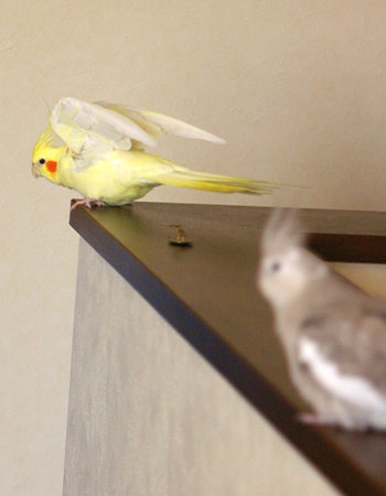 恋愛観2007 〜本当はそばにいたいのに〜_c0032056_23364549.jpg