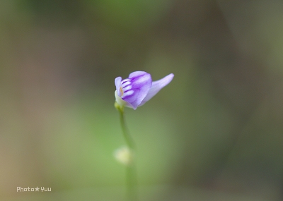 秋がそこはかと・・（成東・東金食虫植物園）2_b0078874_2105223.jpg