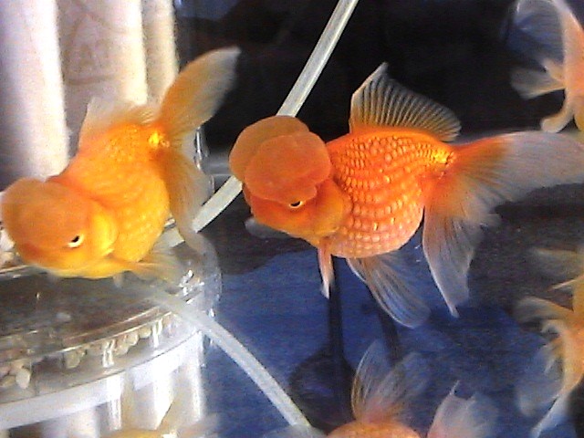f0138974_1631534.jpg
