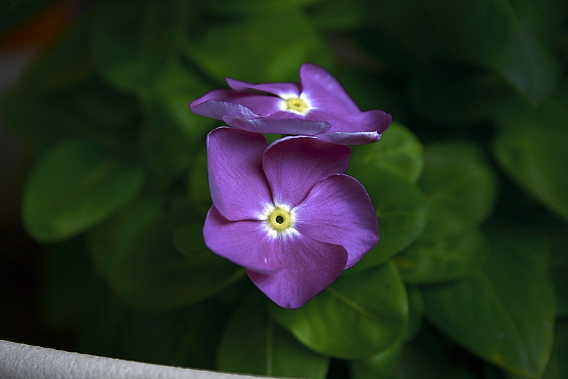 ベランダの花はいつも外を見ている_e0124483_17584090.jpg