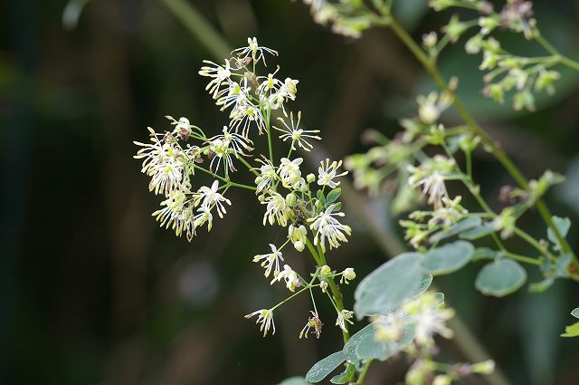 ■　秋の花たち　　　07.9.6_e0070891_18254342.jpg