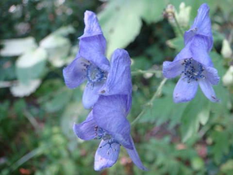 f0146493_10103092.jpg