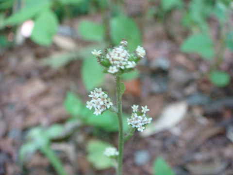 f0146493_1011273.jpg