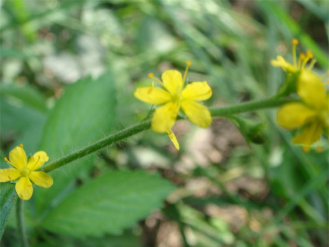 f0146493_1095177.jpg