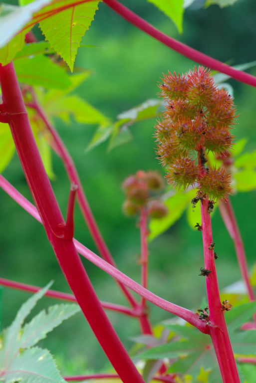 秋色（北海道医療大学付属薬用植物園）_f0002701_630618.jpg