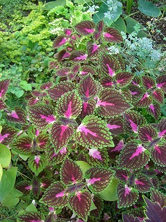 c0117007_20325821.jpg