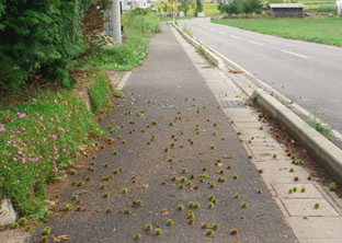 安曇野発；台風一過（つづき）_c0047814_23295120.jpg