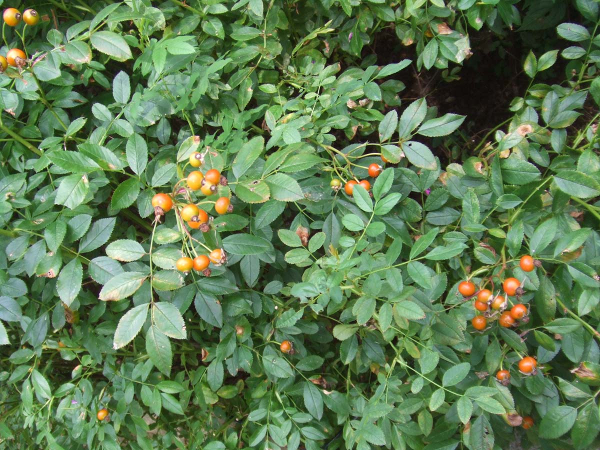c0007919_9184553.jpg