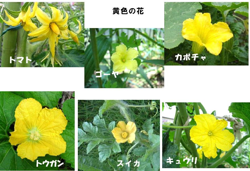 野菜の花 シリーズ 2 黄色の花 寺小屋日記