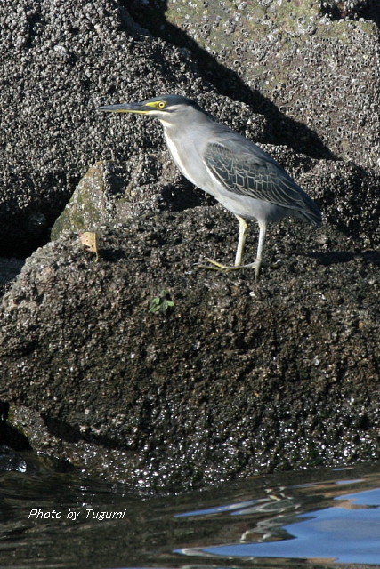 水辺の鳥　その③_f0037633_1005089.jpg