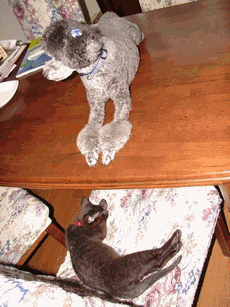c0136736_15413128.gif