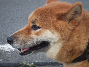a0054240_20463931.jpg