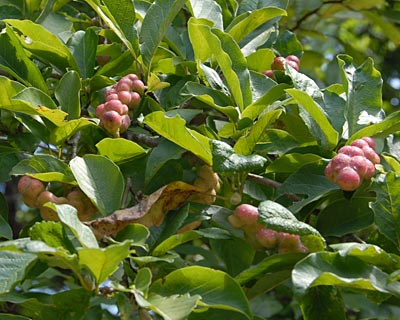 e0035757_23354991.jpg