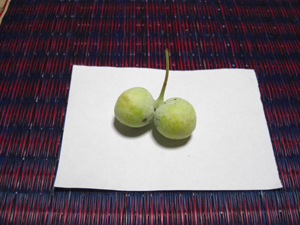 a0053063_219935.jpg