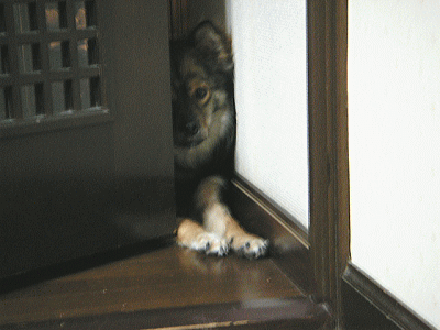 f0128076_10524671.gif
