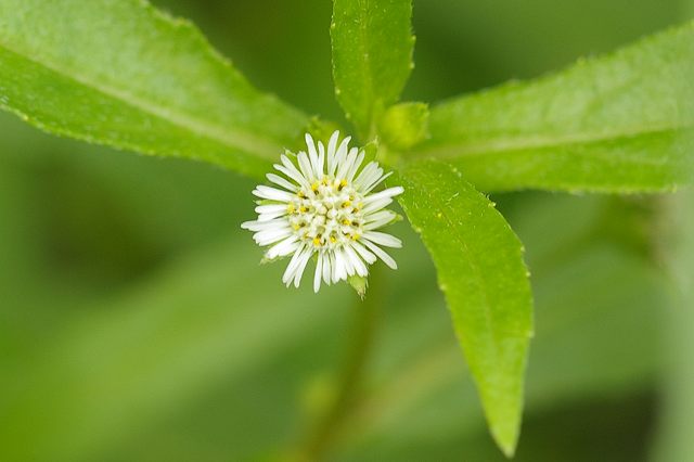 ■　キク科の花たち　　　07.9.7_e0070891_2175648.jpg