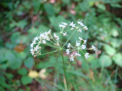 野幌森林公園　２_f0146493_944555.jpg