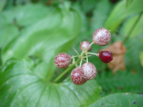 野幌森林公園　２_f0146493_952661.jpg