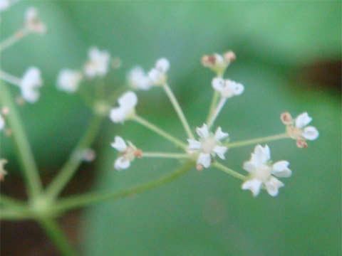 f0146493_95333.jpg