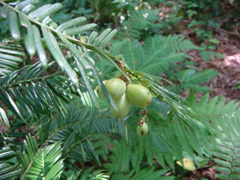 野幌森林公園　２_f0146493_954147.jpg