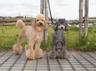 c0136736_20255144.gif