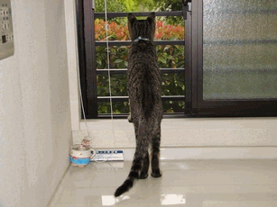 c0136736_23173571.gif