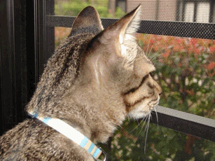 c0136736_23185231.gif