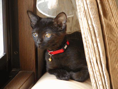c0136736_2331983.gif