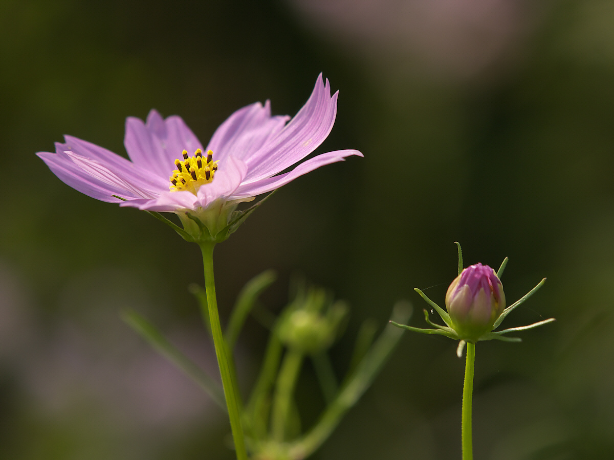 秋桜-3_a0089554_20161878.jpg