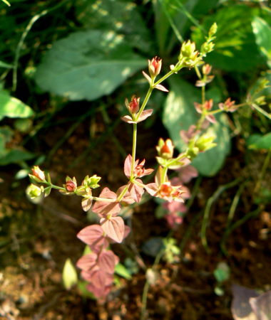 d0091754_3122133.jpg