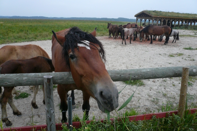 北海道ﾂｰﾘﾝｸﾞ4日目　part3　世界遺産編_f0097683_10252445.jpg