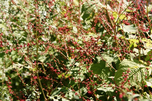 d0082288_17491121.jpg