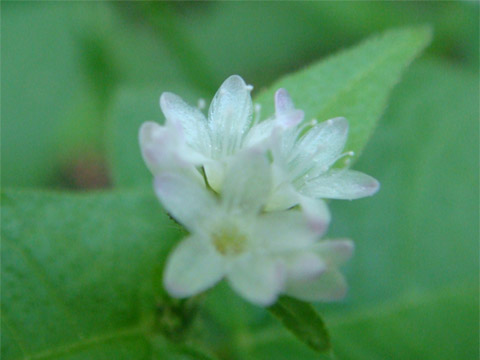 f0146493_10585033.jpg
