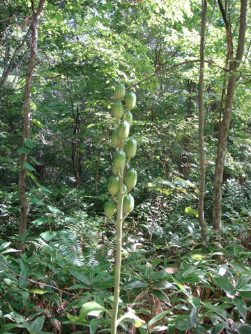 f0146493_10593889.jpg