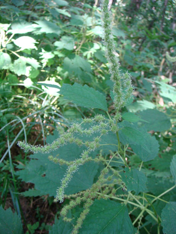 f0146493_10595913.jpg