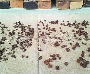 e0001406_2155216.jpg