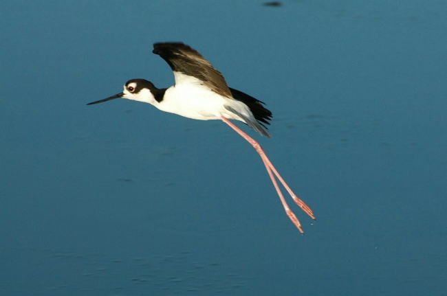 Black-neck Stilt　－　クロエリセイタカシギ_e0019918_718296.jpg