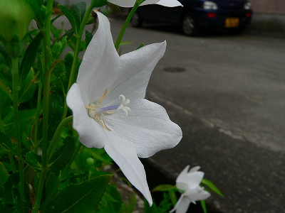 f0029038_2331639.jpg