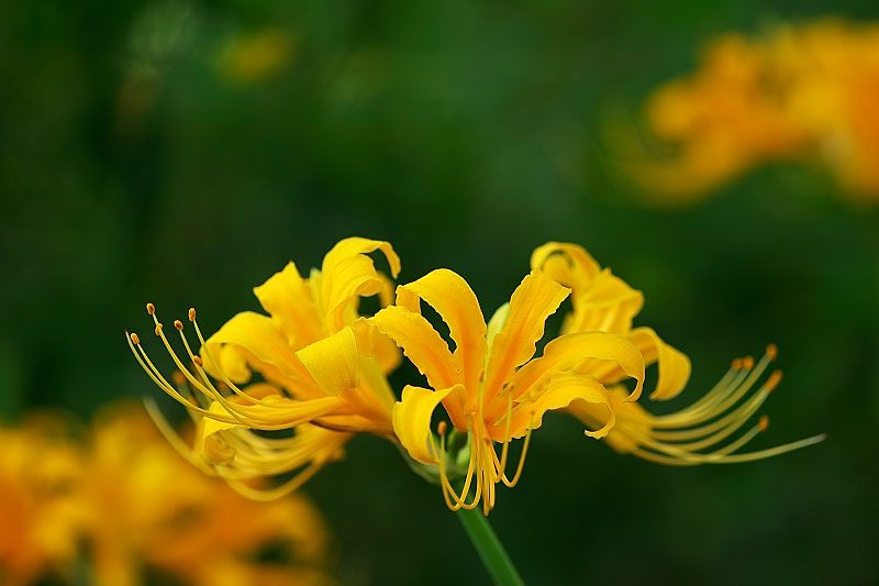 SPIDER LILY_c0101558_23384125.jpg