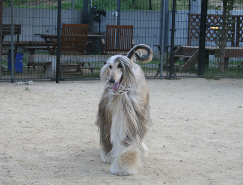 エリーの夏休み里帰り.3_a0018671_12131138.jpg